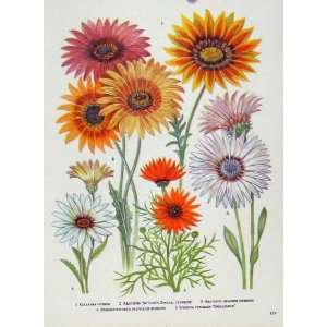  Gazania Arctotis Color Fine Art Old Print Flower Plant 
