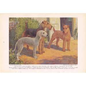   Irish Terrier Edward Herbert Miner Vintage Dog Print 