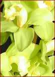   Verde Dawn Lime Delight orchid blooming size in 3.5 inch pot  