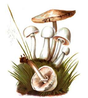   MUSHROOMS HUNTING grow edible fungus poisonous FIELD IDENTIFICATION