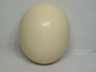 Large Ostrich Egg 18 1/8 Blown Out http//www.auctiva/stores 