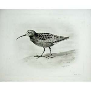  1909 Curlew Sandpiper Tringa Subarquata Guldenstadt