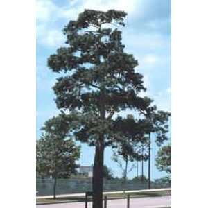  Pinus sylvestris Scots Pine Seeds Patio, Lawn & Garden