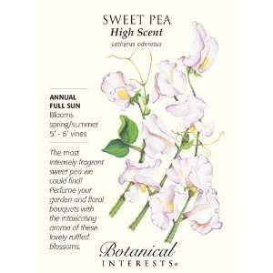  High Scent Sweet Pea Seeds   3 grams   Annual Patio, Lawn 
