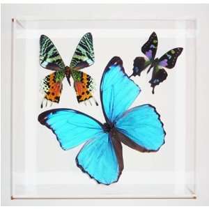   Swallowtail   Framed Butterfly Display Case 8 x 8 x 2 Kitchen