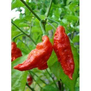 chinense Naga jolokia Nuclear HotHot Hot Like the Ghost Pepper 