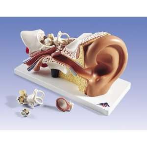    Anatomical Classic 5 Part Giant Ear