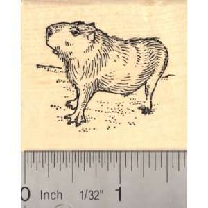  Capybara Rubber Stamp Arts, Crafts & Sewing