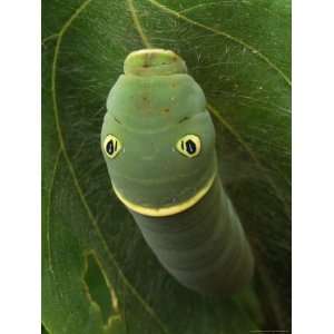  A Tiger Swallowtail Caterpillar Building a Cocoon in a 