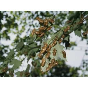 Cluster of Brood X, 17 Year Cicada Nymphal Exoskeletons on a Branch 