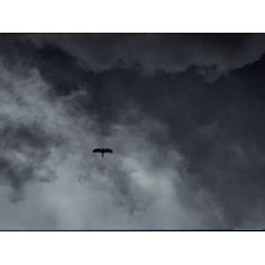  A Turkey Vulture Soars Across a Cloud Filled Sky Stretched 