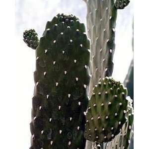   Saguaro Cactus Plant   Opuntia   3 Clay Pot Patio, Lawn & Garden