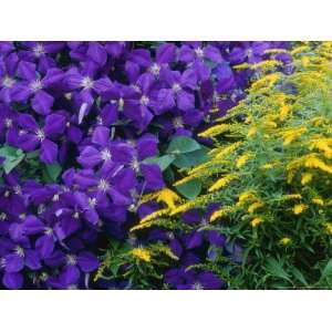  Clematis Viticella and Solidago (Clematis and Golden Rod 