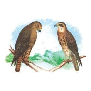   Hen Hawk and Swainsons Hawk 12x18 Giclee on canvas