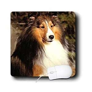   Sable Border Collies   Sable Border Collie   Mouse Pads Electronics