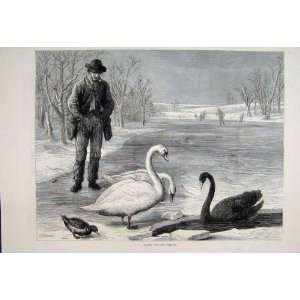  1879 Man Frozen Lake Swans Skating Victorian Fine Art 