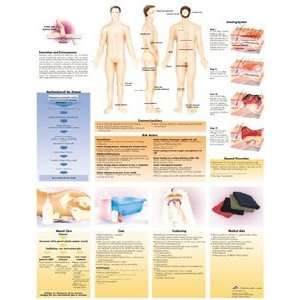  Decubitus Ulcers Chart