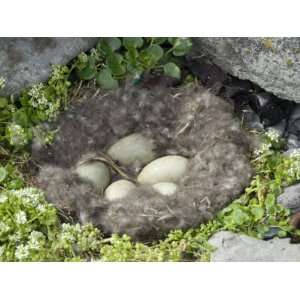 Eider Duck Eggs in Nest Made of Eider Down, Vigur Island, Isafjordur 