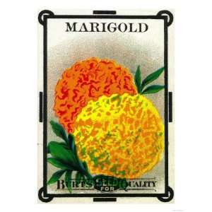  Marigold Seed Packet Premium Poster Print, 12x16
