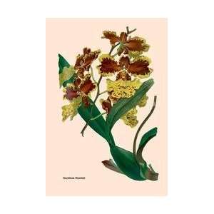  Orchid Oncidium Mantinii 24x36 Giclee