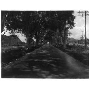   ,Royal Poincianna,Poinciana,Alamo trees,Cuba,1920