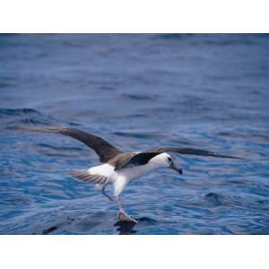  Black Browed Albatross Fly Walks over Ocean Surface 