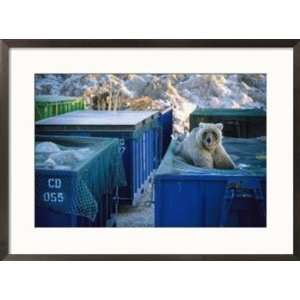  A young grizzly scavenges through a dumpster near Deadhorse 