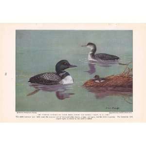  1934 Loon Duck   Allan Brooks Vintage Bird Print 
