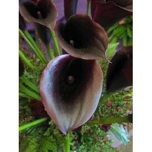    Dutch Calla Schwarzwalder 16 18 cm. 200 pack Patio, Lawn & Garden