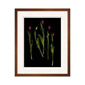 Tulips Ottawa Ontario Canada Framed Giclee Print