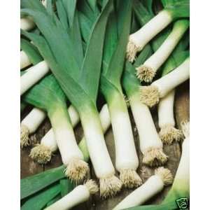   Temperatures, Delicious Leek Seed (50 Seeds) Patio, Lawn & Garden