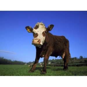  Hereford Cow, Low Angle View of Cow Stoodin Field, UK 