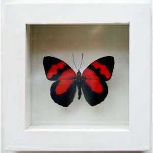  Real Red Bursting Butterfly Gift Framed and Mounted in 