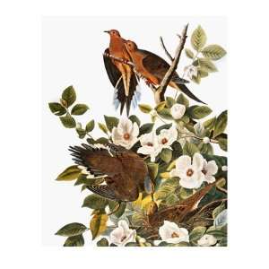  Audubon Dove Premium Giclee Poster Print