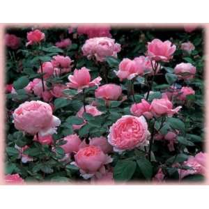   Cadfael (Rosa English Rose)   Bare Root Rose Patio, Lawn & Garden