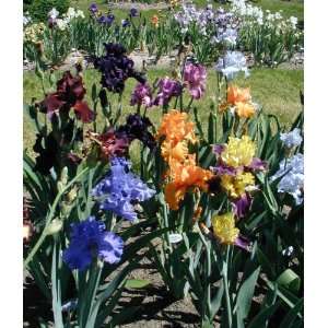  Bearded iris Mixed 10 rhizomes Patio, Lawn & Garden