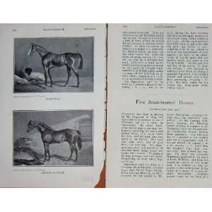  1907 Antique Print Horses Harkaway Hetman Platoff
