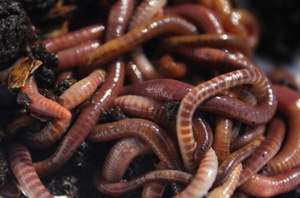 Red Wigglers for Composting, choose the number of worms  