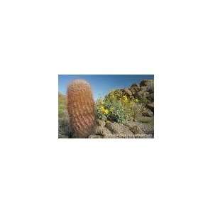  *Rare*GIANT RED MEXICAN BARREL CACTUS*5 seeds*#1151 Patio 