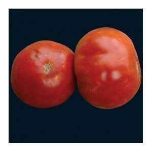 Rouge D Irak Tomato Seeds (6ct)
