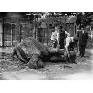  Manicuring elephants, Central Park 1905