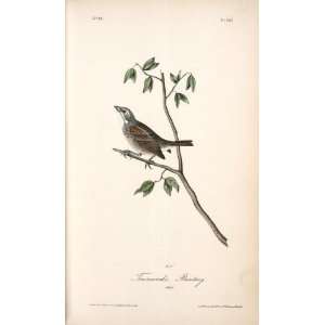   James Audubon   24 x 40 inches   Townsends Bunting. Male Home