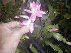 schlumbergera xmas cactus lavenders best 3 large rooted cuttings 