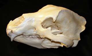 Gigantic Kodiak brown bear skull cast taxidermy REPLICA  