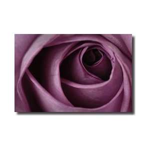  Purple Rose Lincoln Nebraska Giclee Print