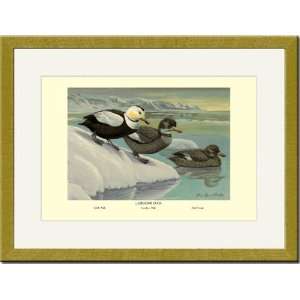   Gold Framed/Matted Print 17x23, Labrador Duck