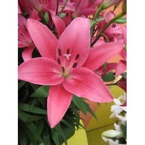  Dutch Pre cooled Lily Batistero 14 16 cm. 25 pack Patio 