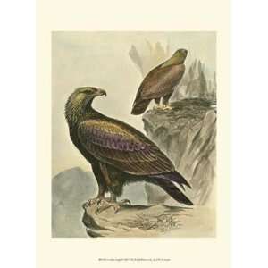 Golden Eagle   Poster by F.W. Frohawk (9.5x13) 