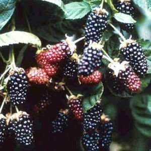  Chester Blackberry Seed Pack Patio, Lawn & Garden