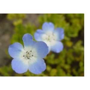   Baby Blue Eye Flower Seeds with  Patio, Lawn & Garden